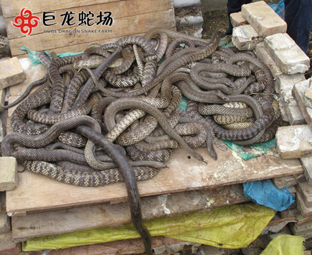 水律蛇價格