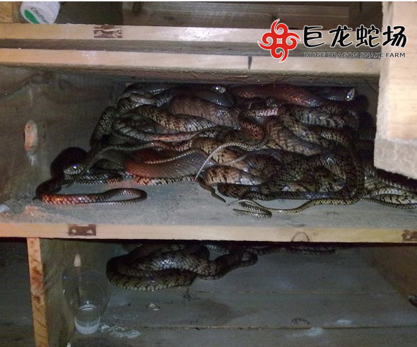 水律蛇價格