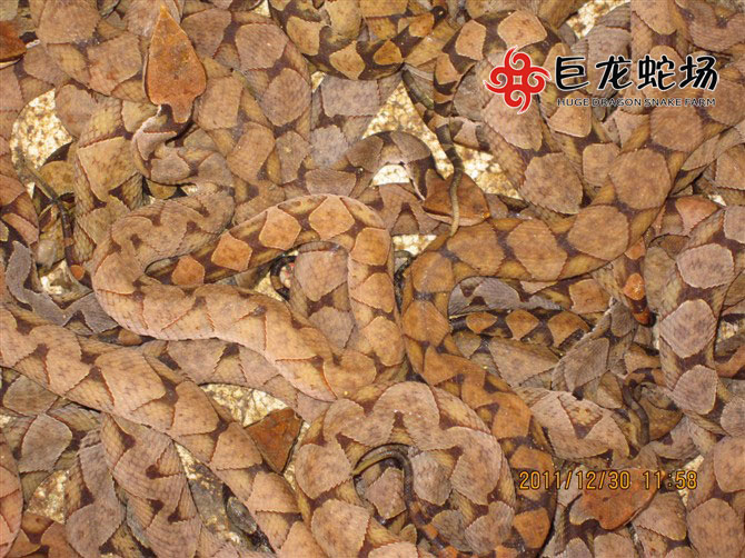 五步蛇蛇苗
