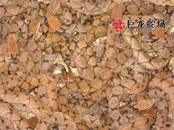 五步蛇蛇苗