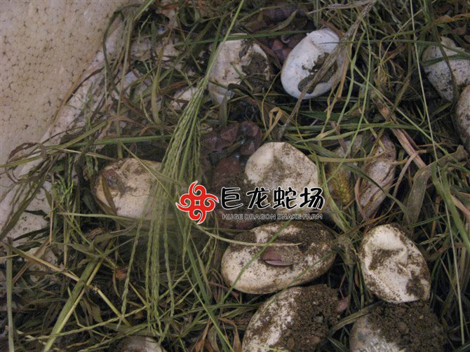 五步蛇蛇苗